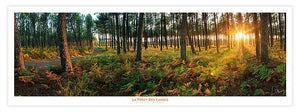 Affiche - Poster photo panoramique de la forêt des Landes