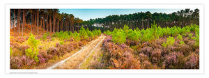 Forêt de pins et gruyères dans les Landes